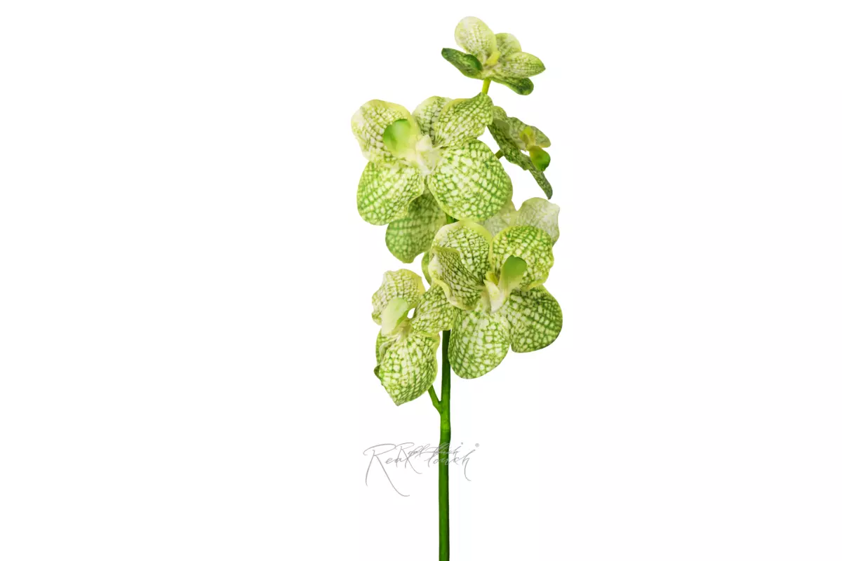 Orchid Vanda 23.5" (7 inflorescences) - light green