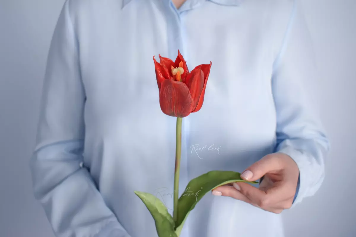Lily-flowered tulip - red