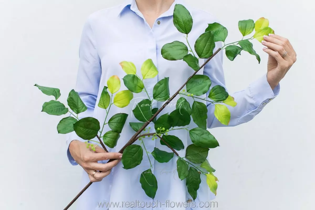 Branch of Schisandra - green