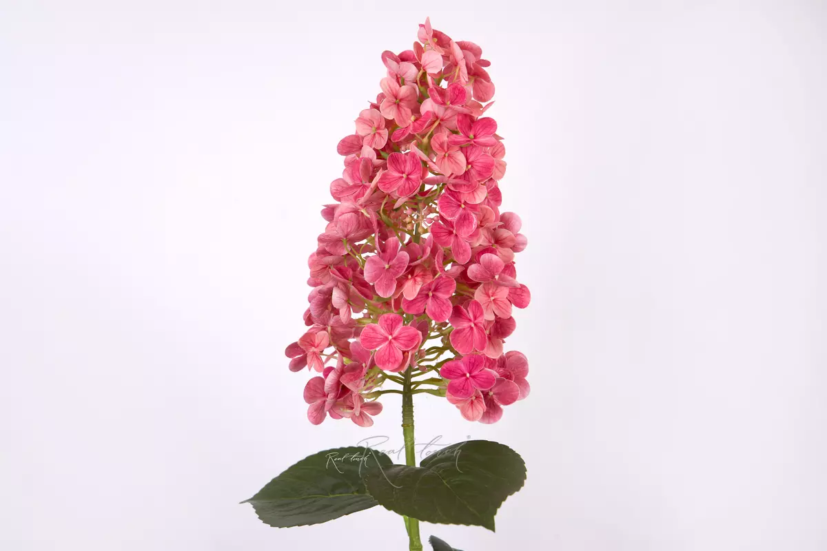 Hydrangea paniculata on the stem - Dark pink