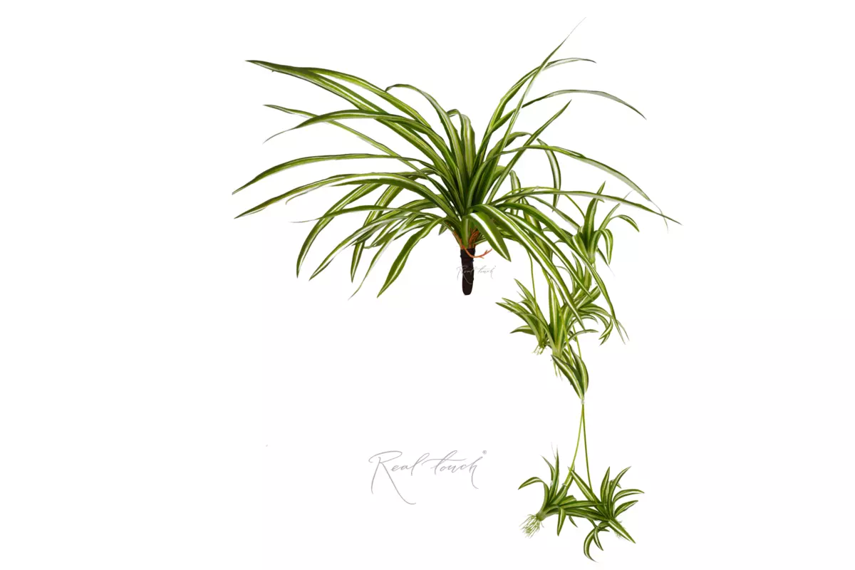  Chlorophytum spider grass - white green