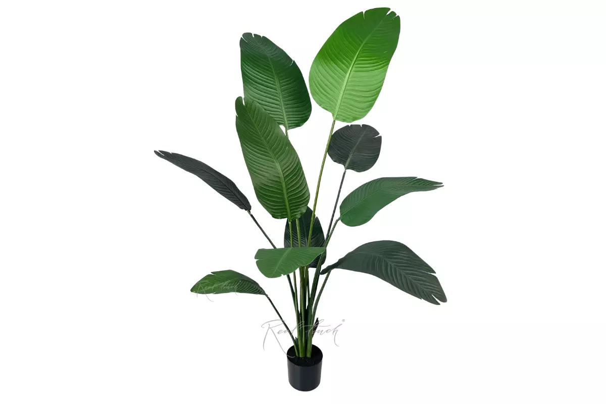 Strelitzia LRJ 1.6m/10L  160cm - green