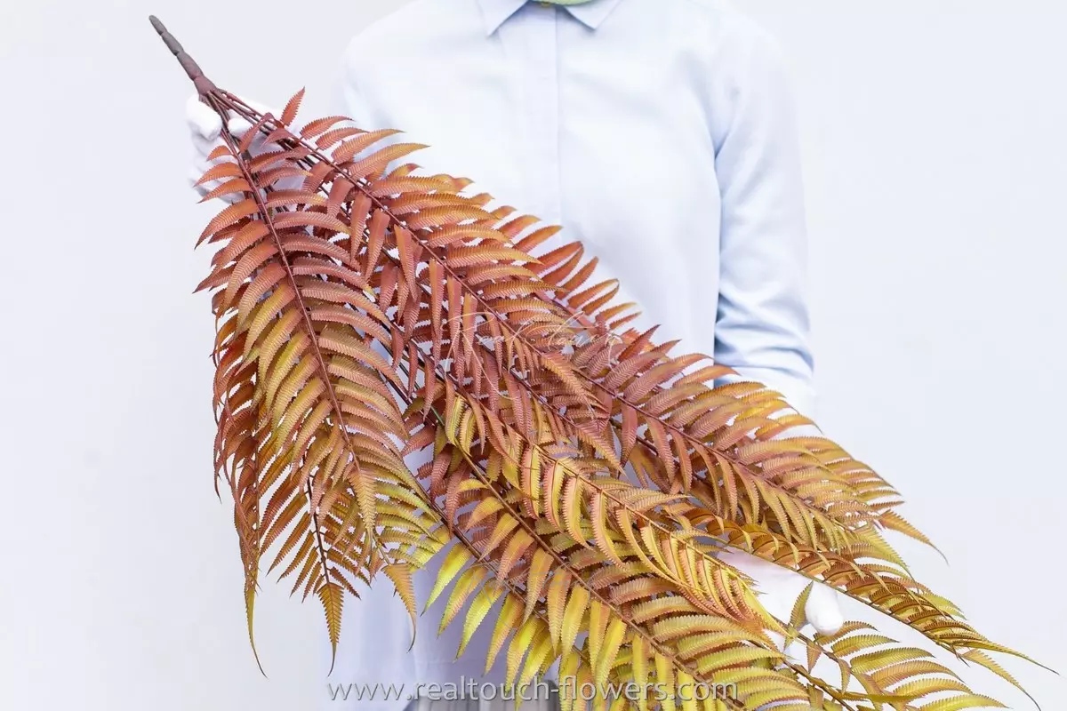 Sorbaria sorbifolia fern-like shrub  - Autumn