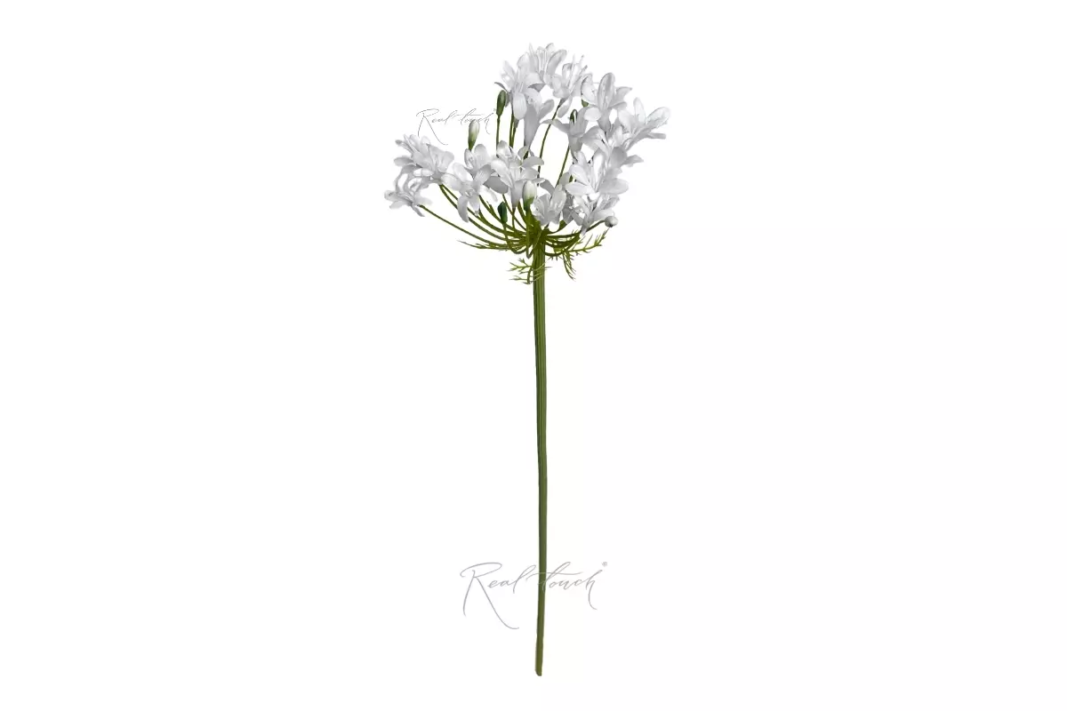 Agapanthus 76cm - white