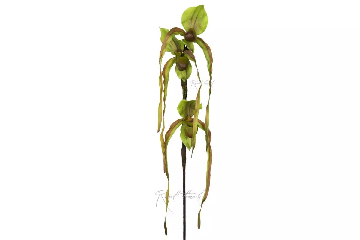 Cymbidium 70cm - green
