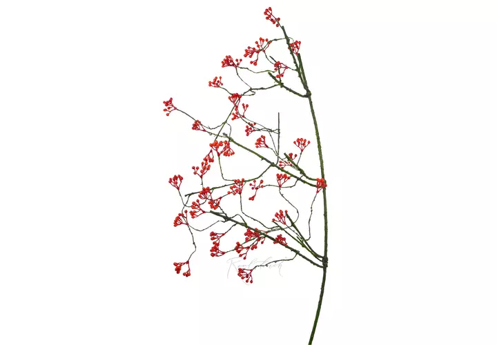 Rowan branch - orange