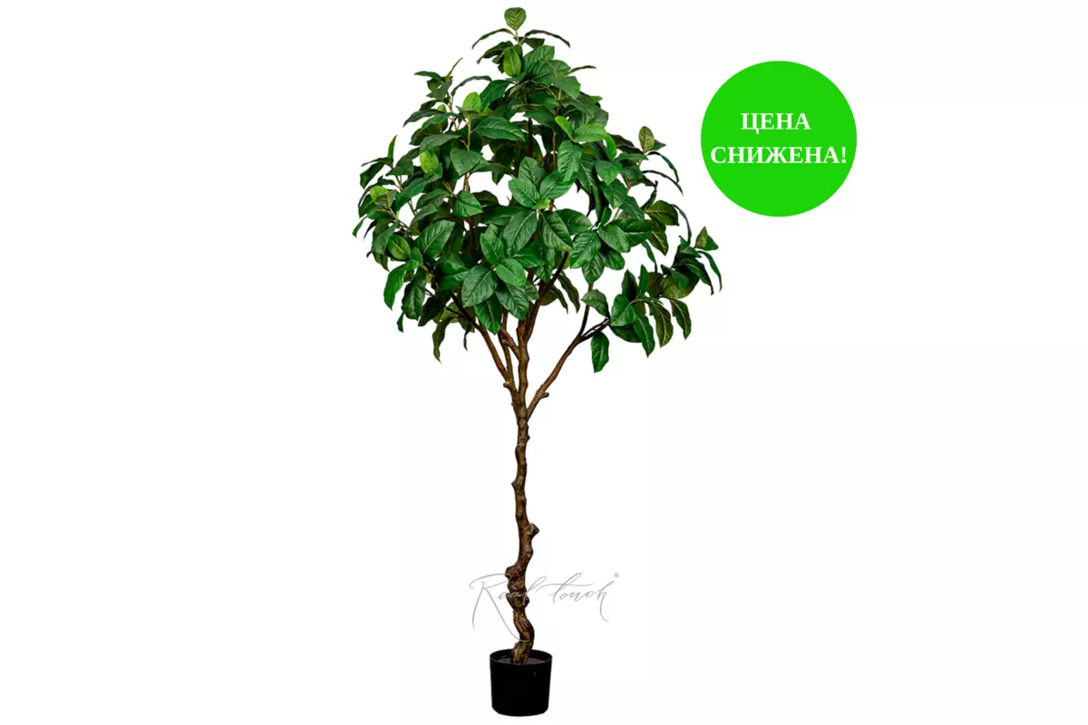 Ficus 210cm - green