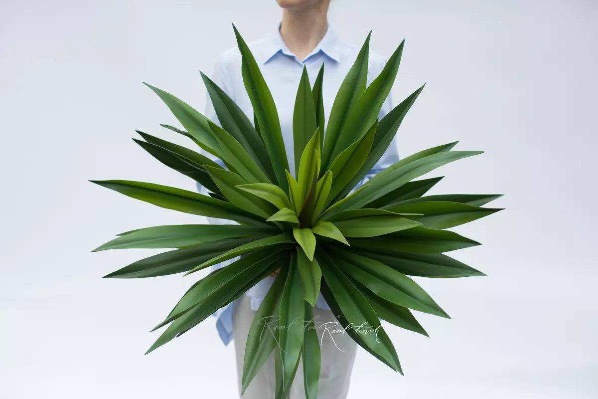 Agave desmetiana 70cm without cache-pot, 57 leaves - green