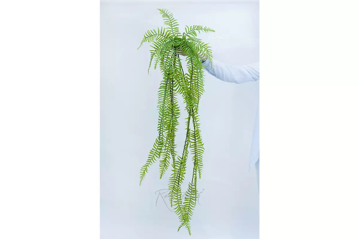 Nephrolepsis Exaltata hanging Boston fern 115 cm - light green