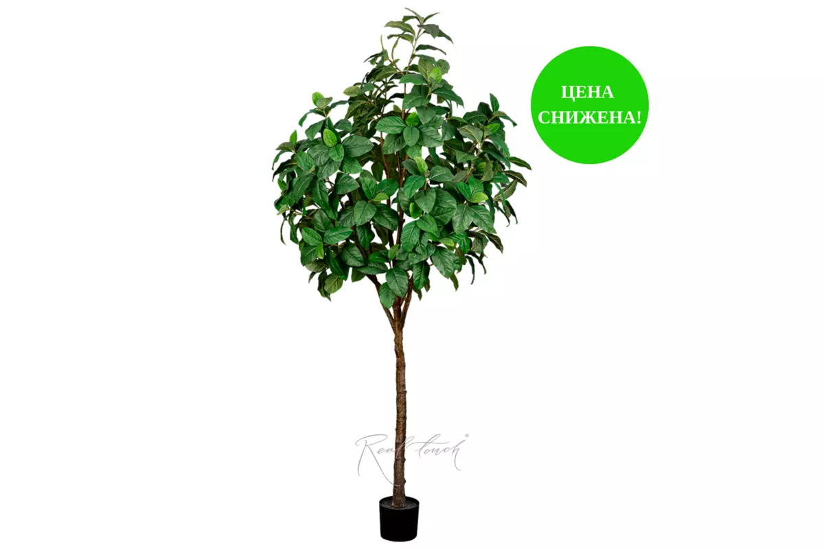 Ficus 240cm - green