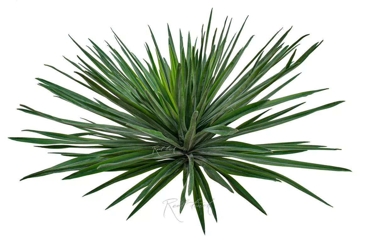 Yucca Garden large  - green