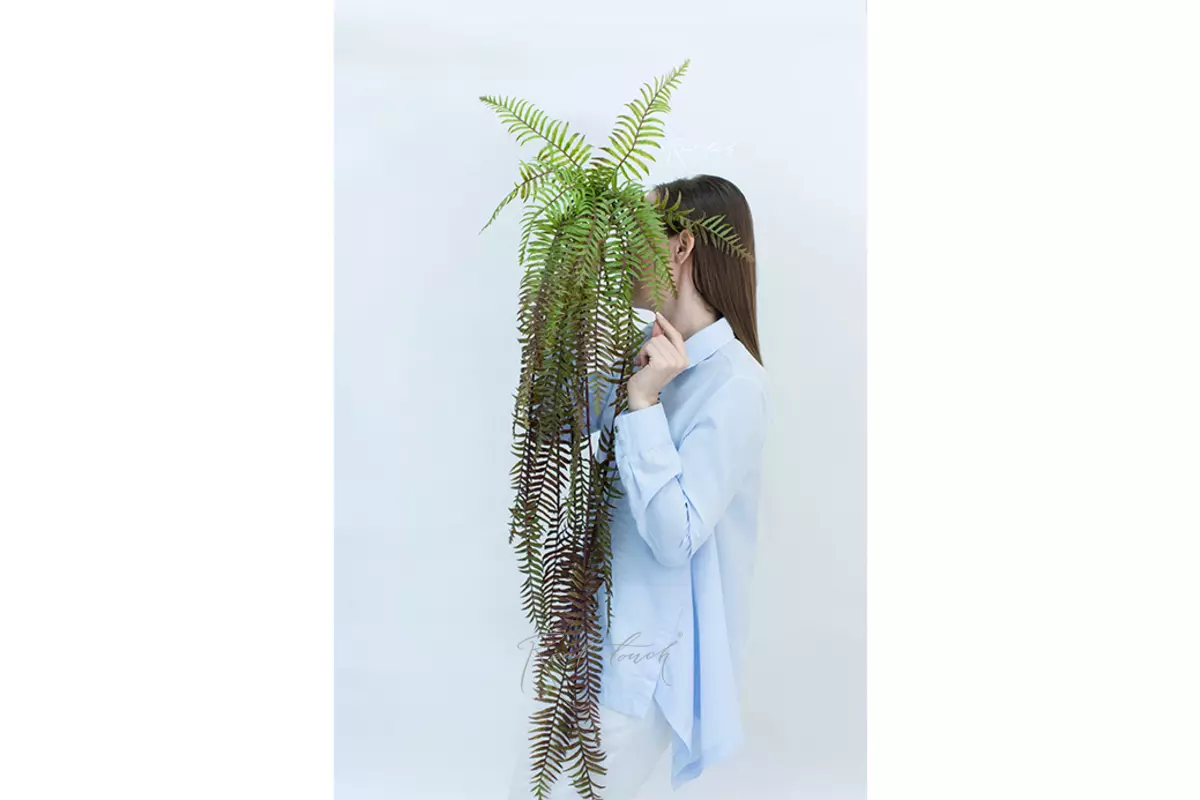 Nephrolepsis Exaltata hanging Boston fern 115 cm - Green brown