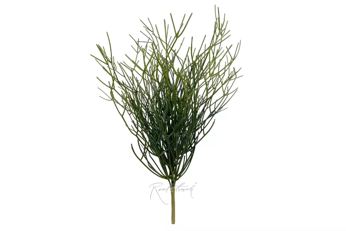 Rhipsalis bush  - green