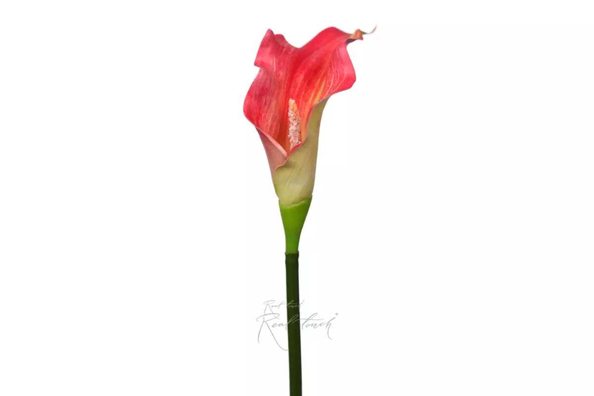 Calla 3D Large - pink yellow