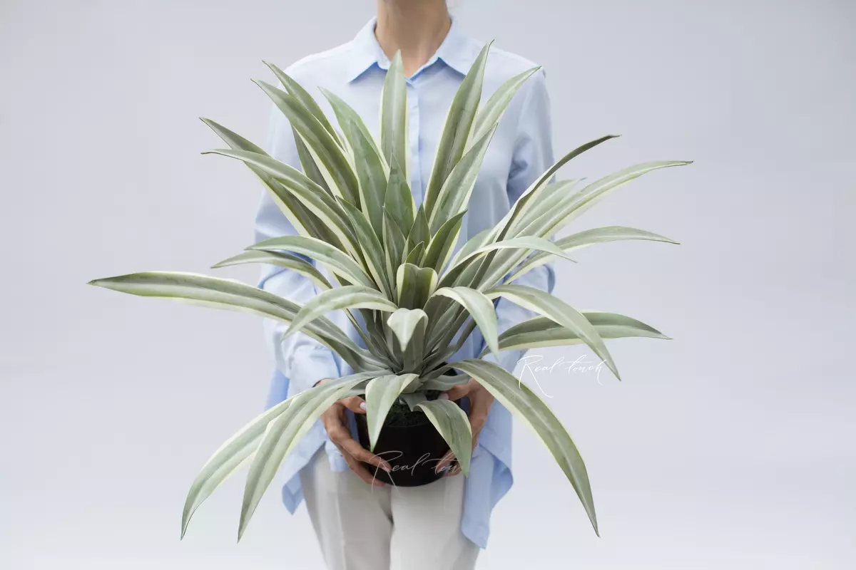 Real Touch Yucca Gloriosa of 41 leaves in a pot (60cm)  - green