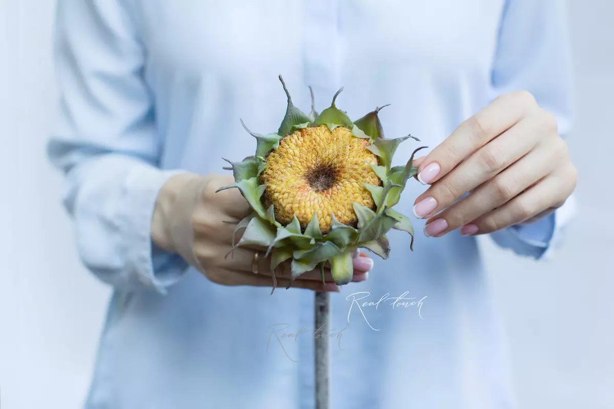 Sunflower without petals - yellow