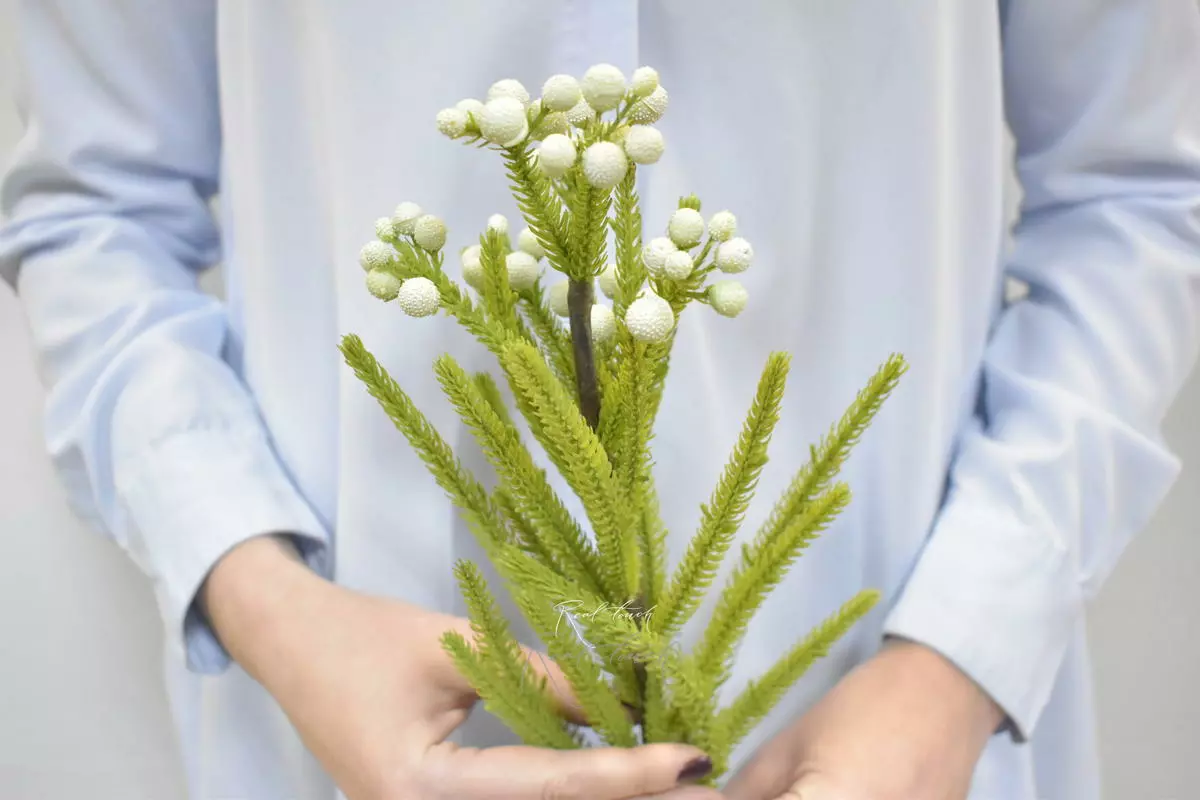 Brunia - white green