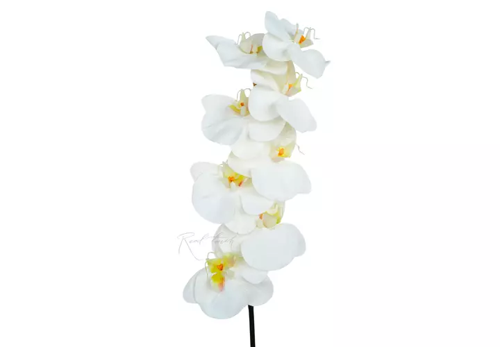 Orchid Premium 8 blooms (yellow core) - white