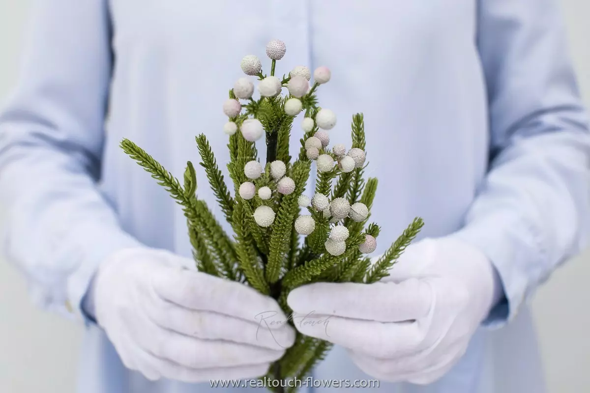 Brunia - Lilac White