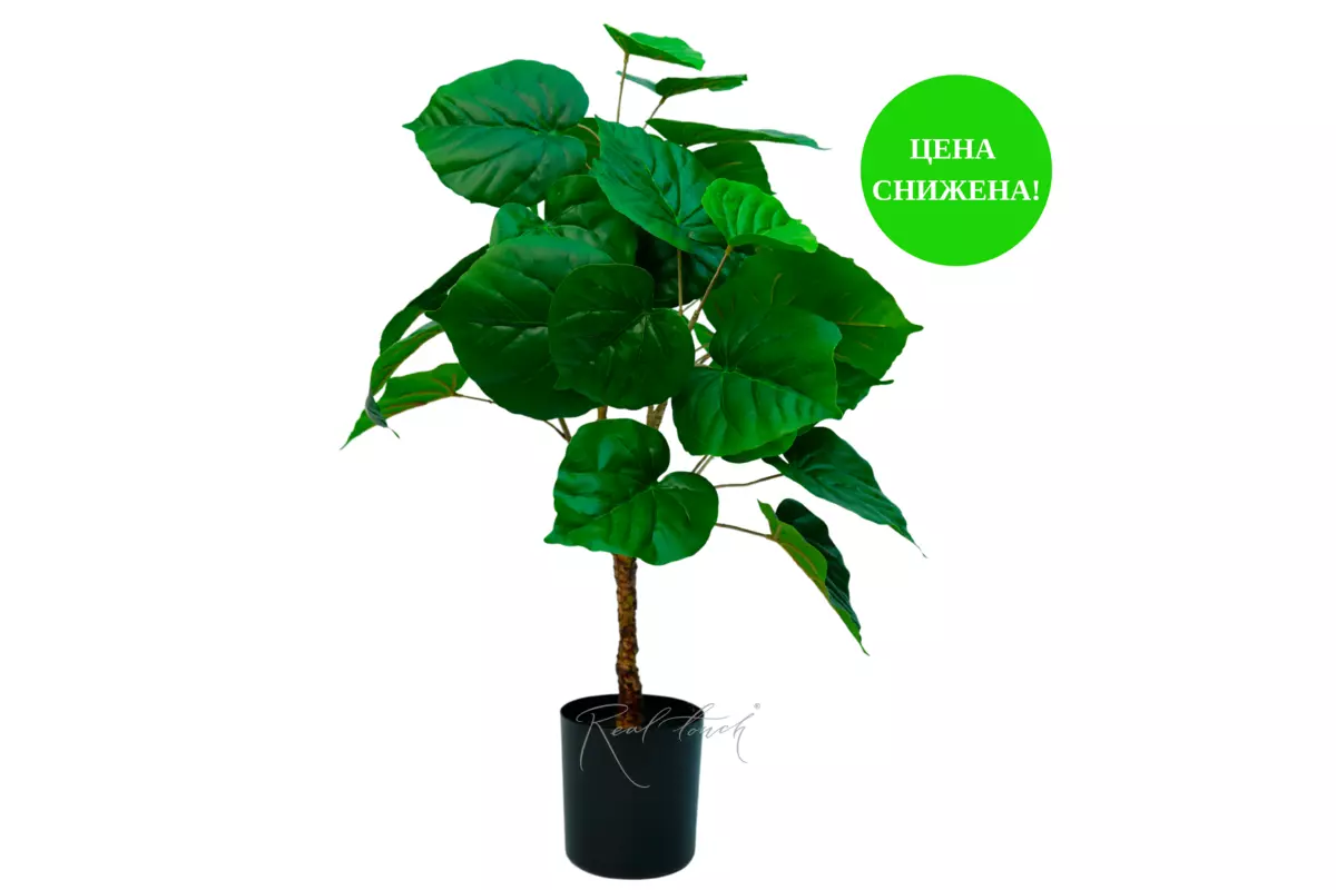 Ficus linden - shaped 76cm - green