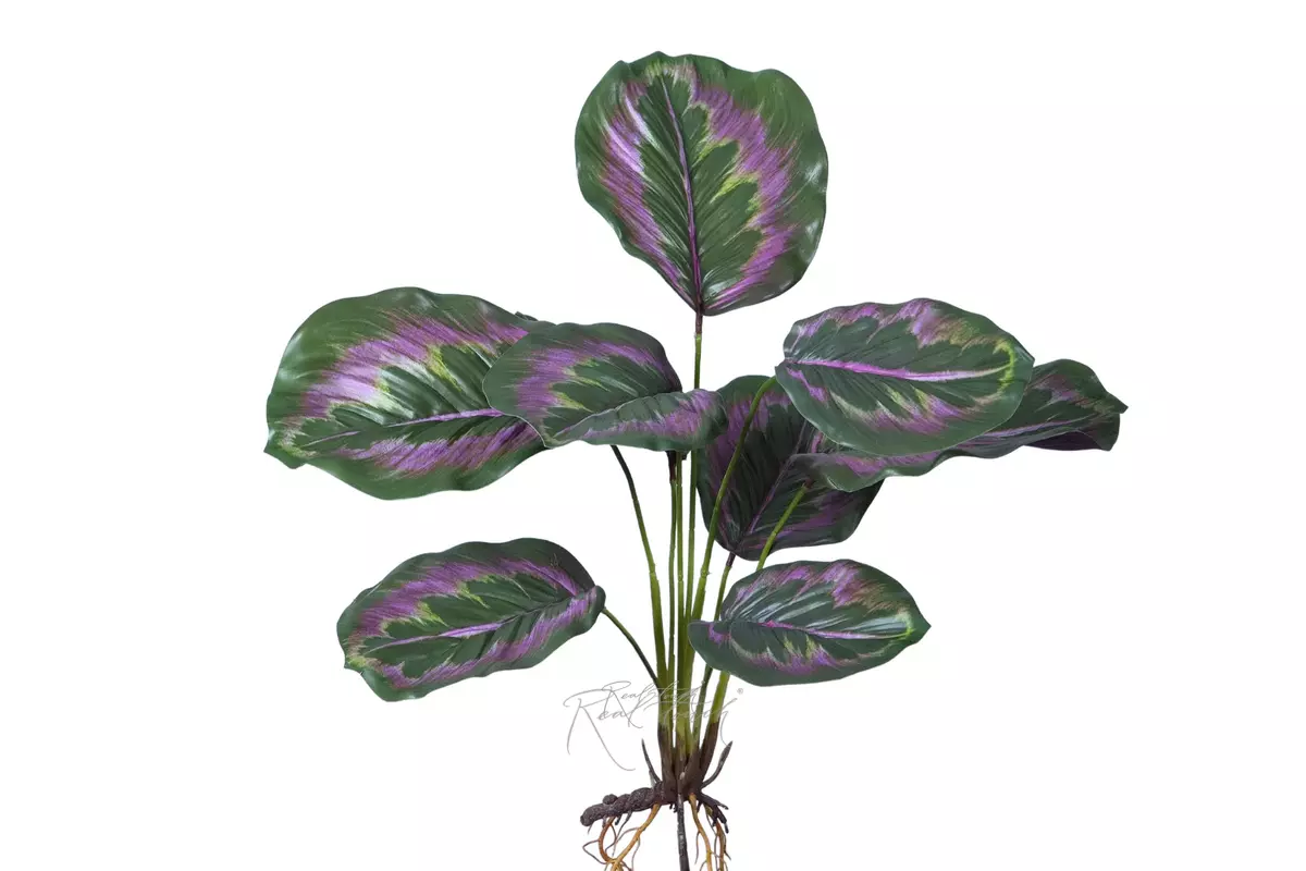 Calathea Little Princesses is a bush of 9 leaves with roots - Green pink