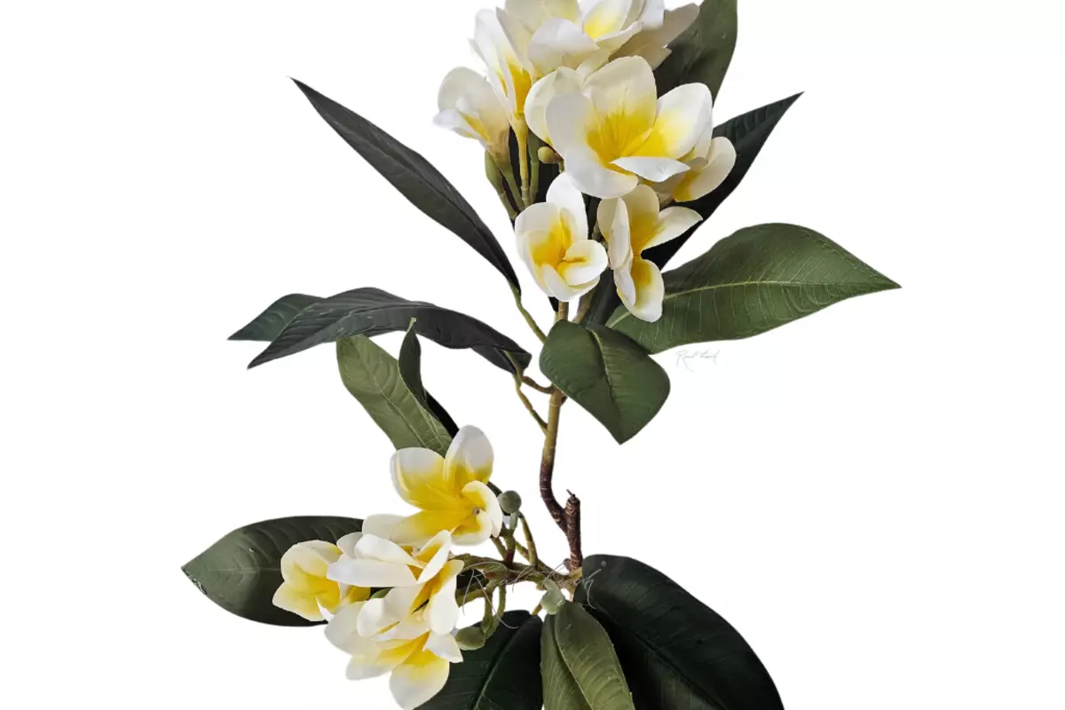 Plumeria - white