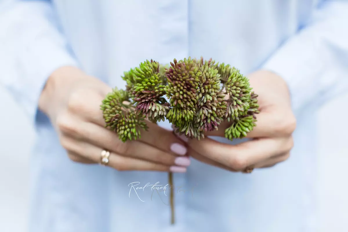 Small Sedum - Dirty green