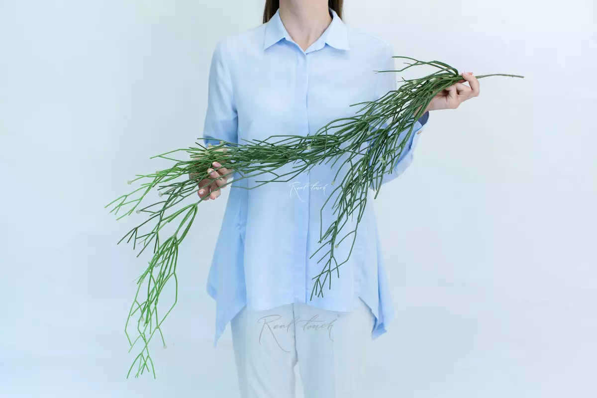 Rhipsalis baccifera - green