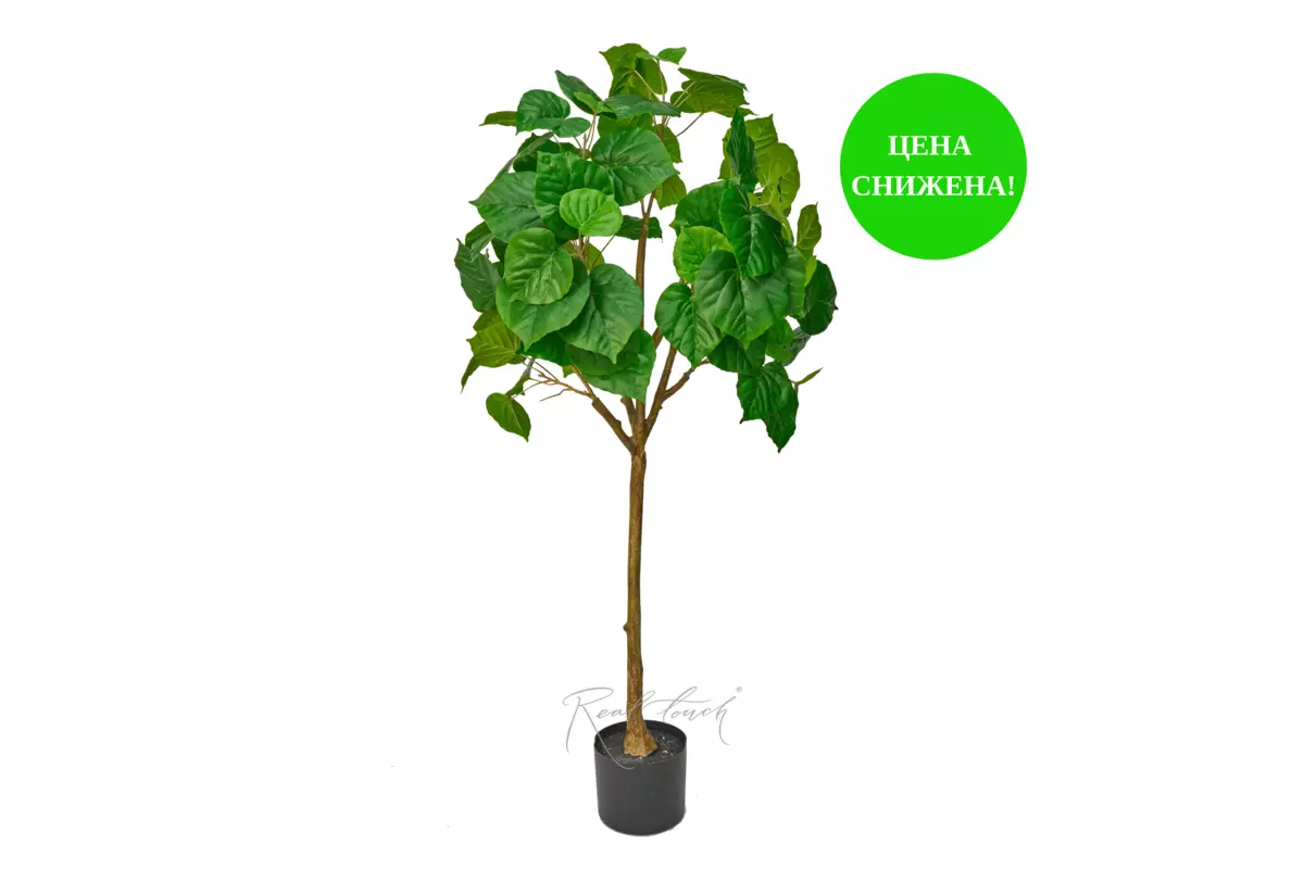 Ficus linden - shaped 125cm - green