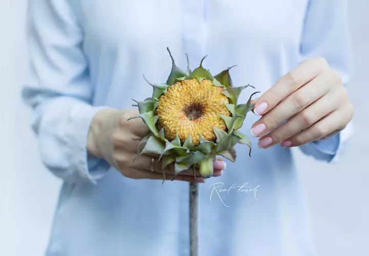 Sunflower without petals - yellow