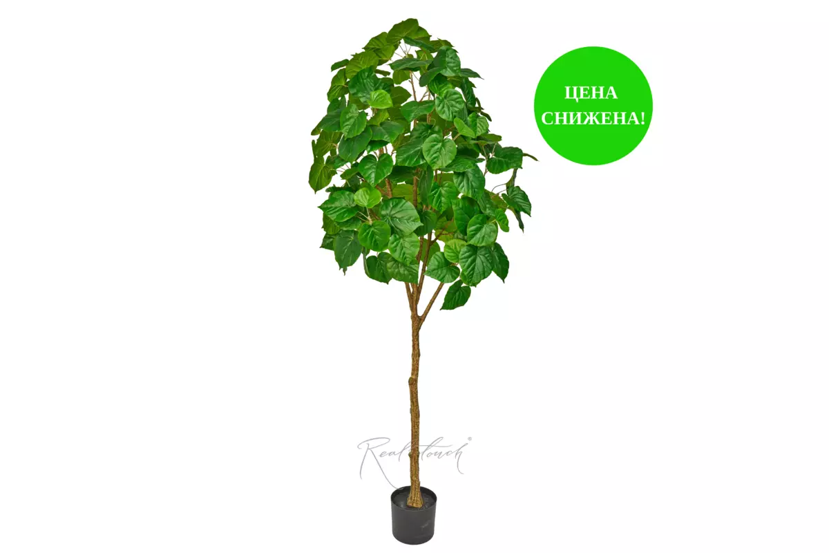 Ficus linden - shaped 190cm - green