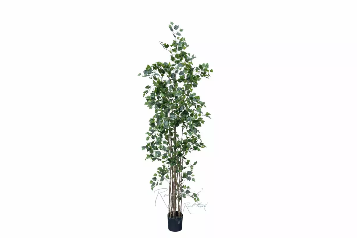 Birch tree 180 cm in a pot ( dark trunk ) - green