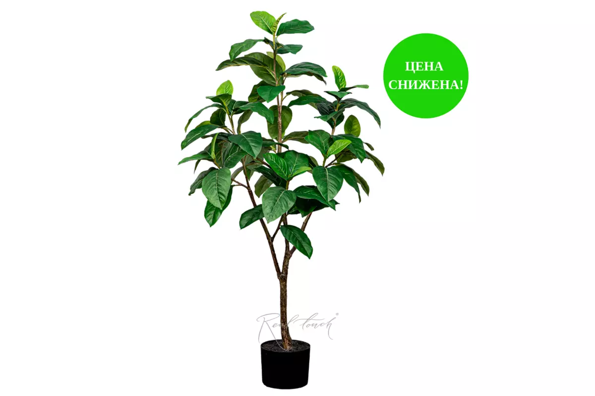 Ficus 120cm - green