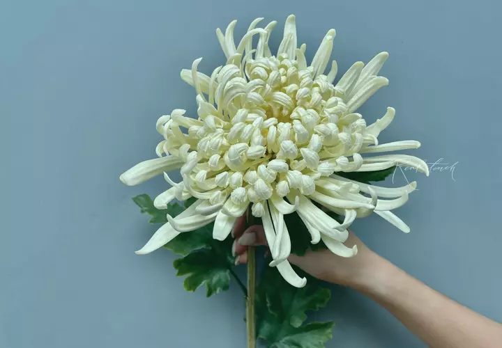 Chrysanthemum Swan Song - Сream