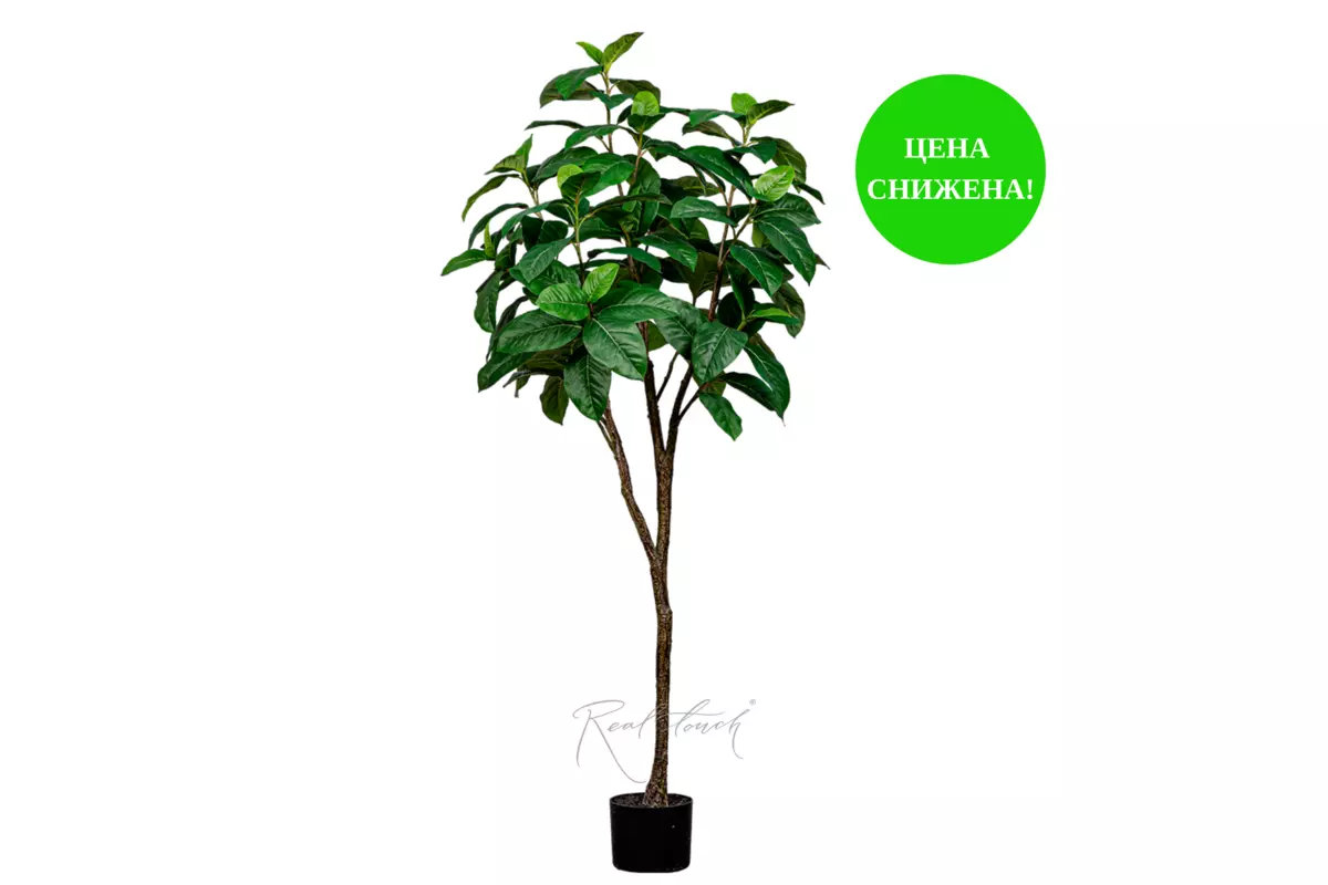 Ficus 150cm - green
