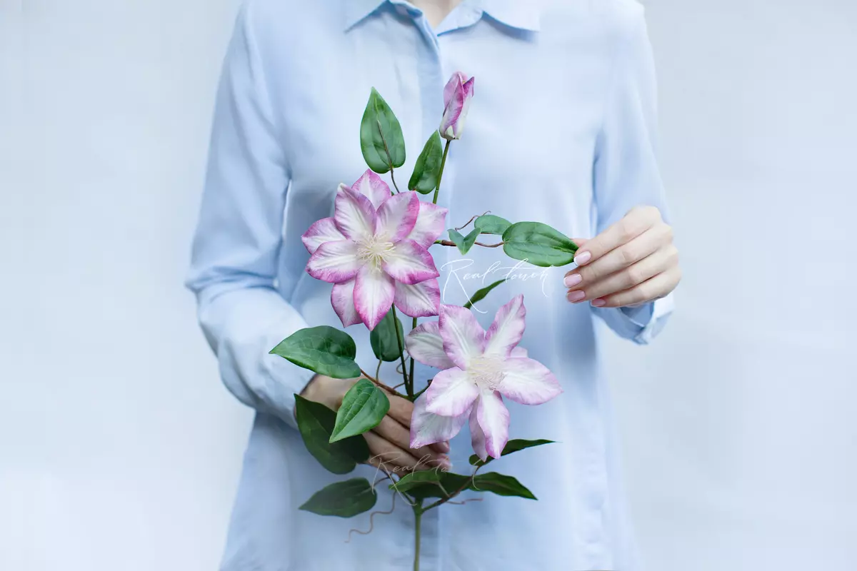 Clematis - lilac
