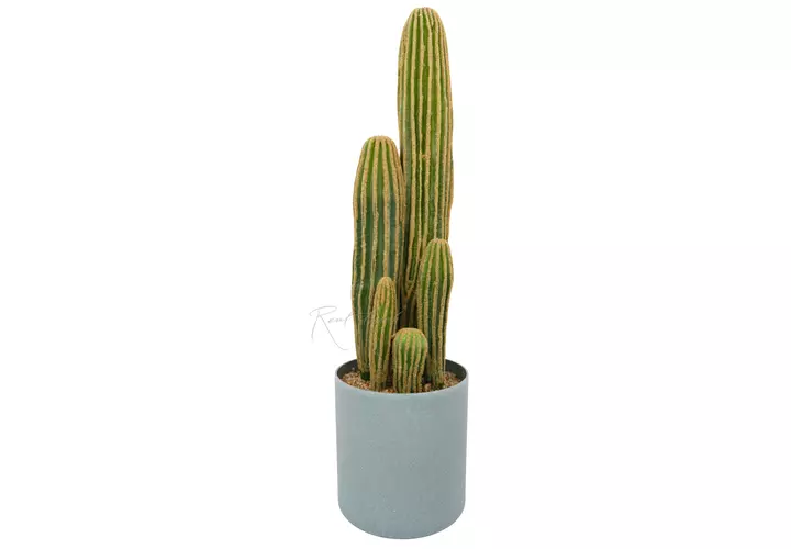 Cactus San Pedro average (cylinder flowerpot) - green