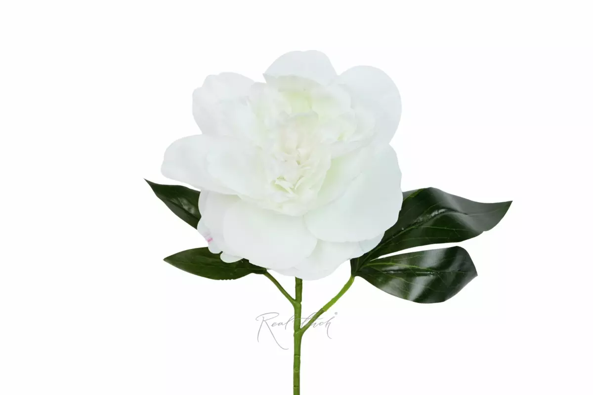 Peony - white