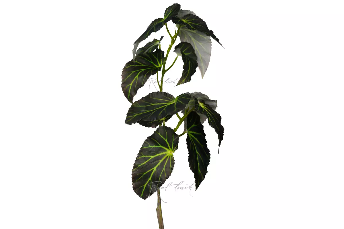 Begonia branch with leaves 28.5" - Dark green