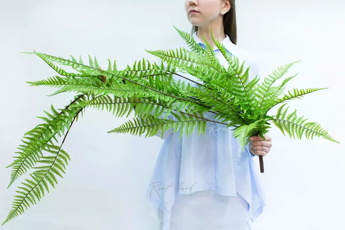 Polystichum lonchitis 117cm - green Polystichum lonchitis 117cm - green