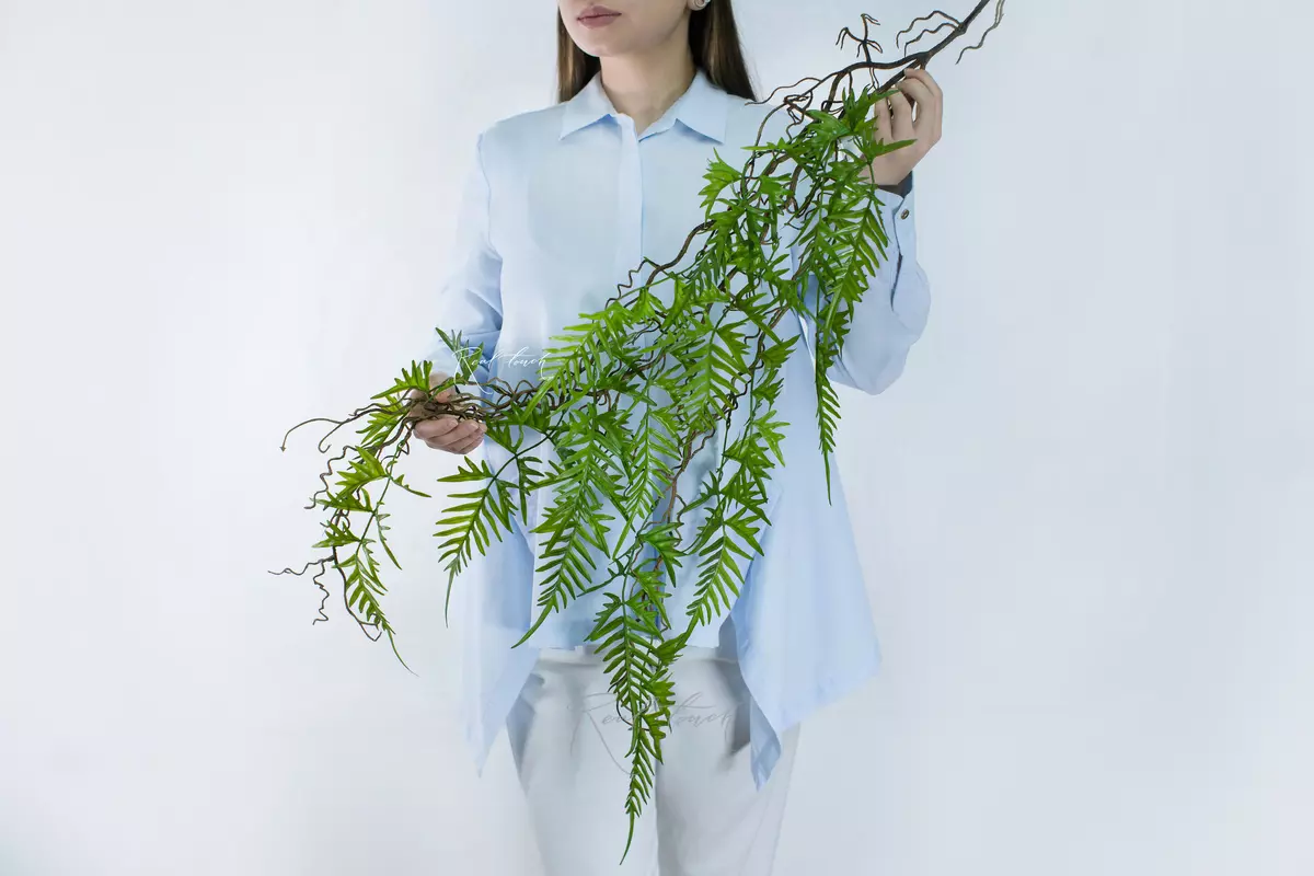 Onoclea on a lignified stem - green