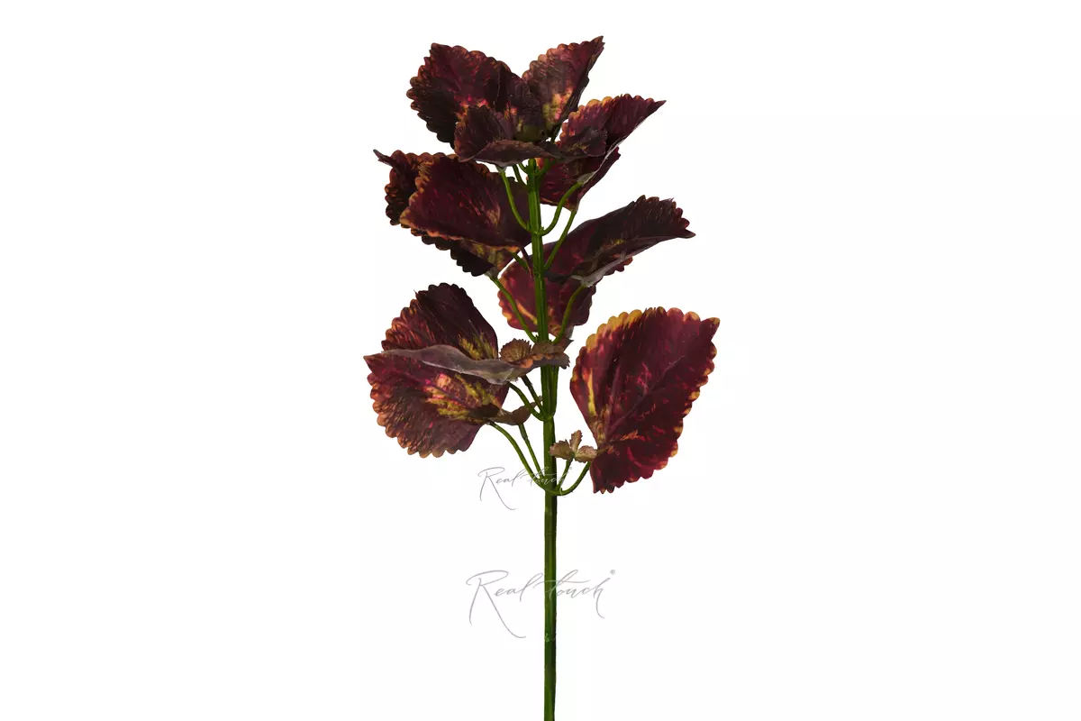 Coleus twig 50cm - Green purple