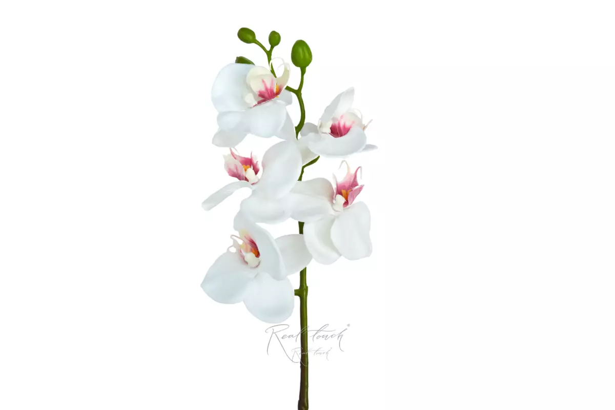 Phalaenopsis Orchid (5 blooms) - white