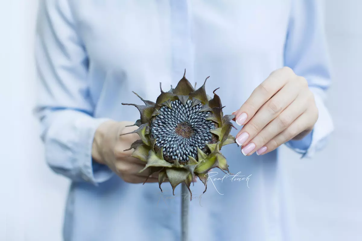 Sunflower without petals - Black Sunflower without petals - Black