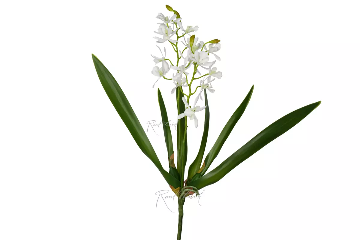 Orchid Vanda mini 2 branches 15" - white