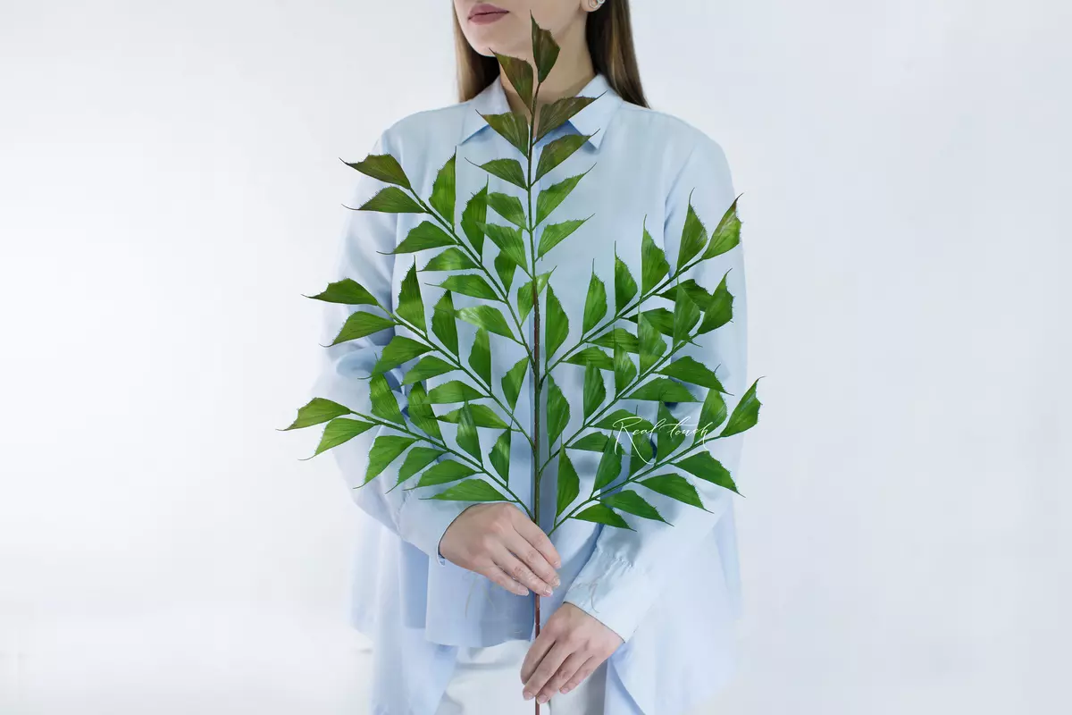 Branch of Cariot Obtus - Green red