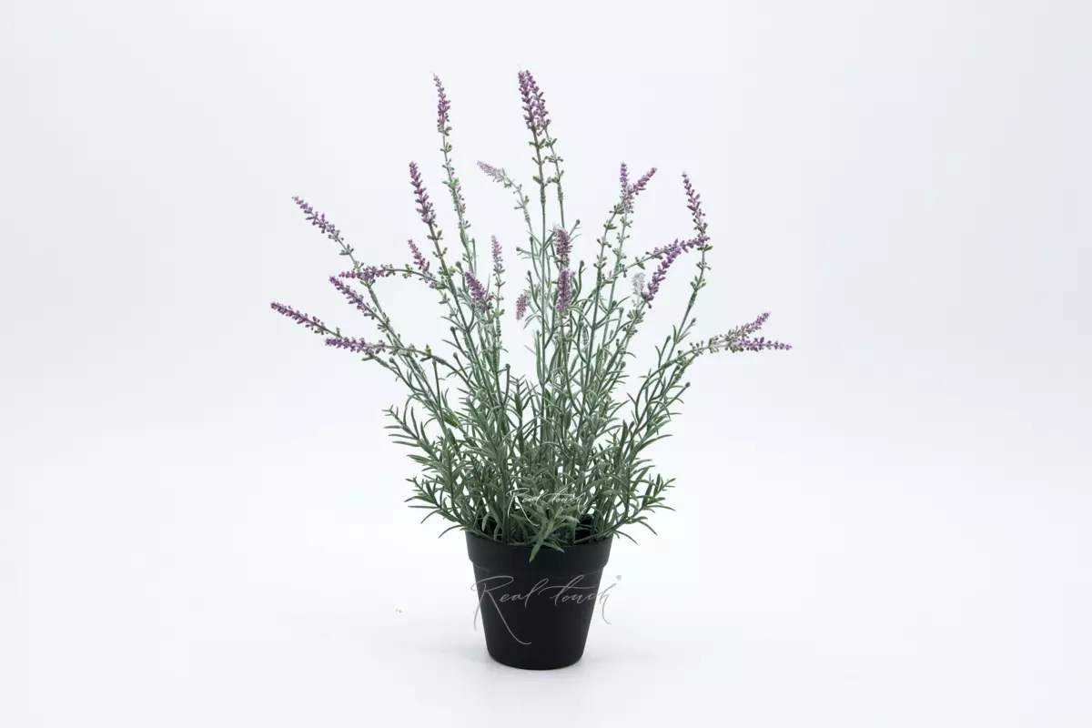 Broad-leaved lavender in a pot - Light purple