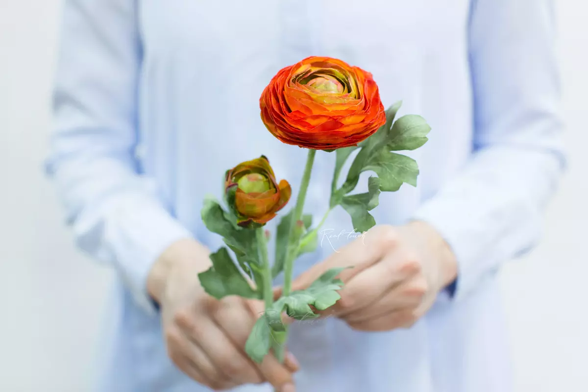 Ranunculus Clooney - orange
