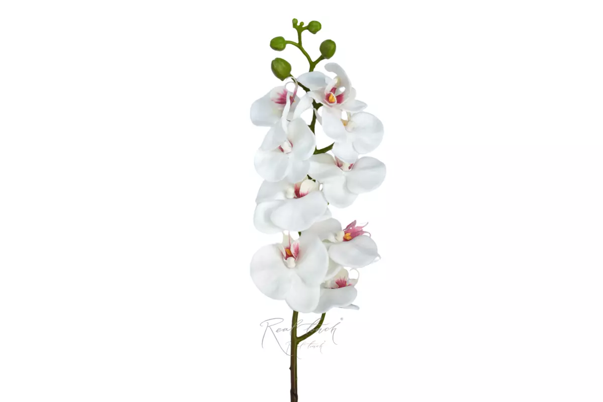 Phalaenopsis Orchid (9 blooms) - white