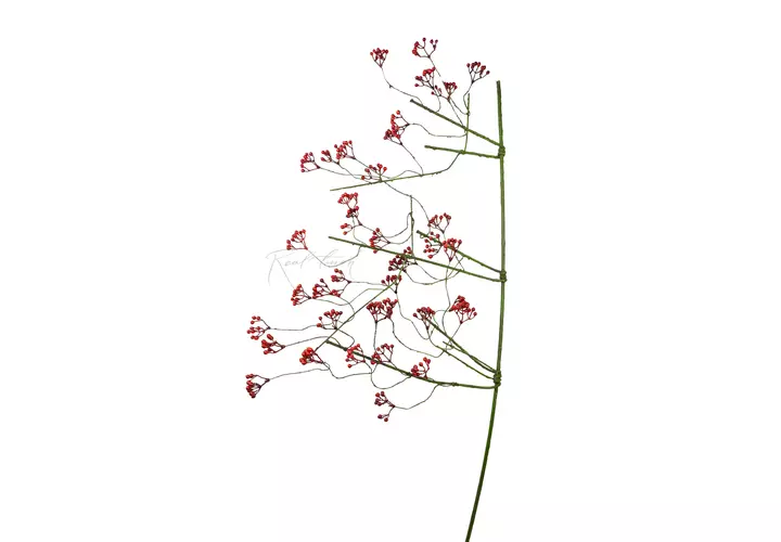 Rowan branch - Dark red